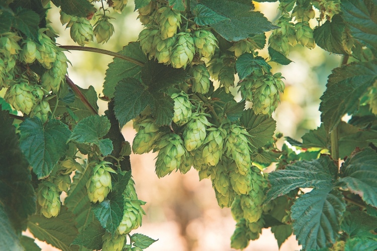 Craft beer makers use an estimated four to five times more hops than larger breweries – Vaclav Mach/Shutterstock 